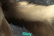 ライリーの毛がファサー『Call of Duty: Ghosts』PC版で見るNVIDIAグラフィック技術 画像